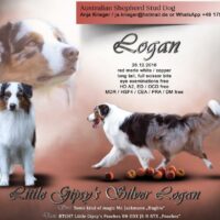 Little Gipsy's Silver Logan (red merle white/copper)