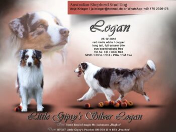 Little Gipsy's Silver Logan (red merle white/copper)