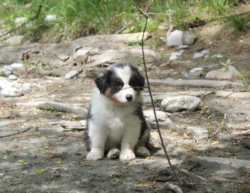 Australian Shepherd Welpen mit FCI/ÖKV Papiere