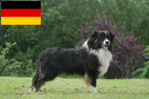 Mehr über den Artikel erfahren Australian Shepherd Züchter und Welpen in Deutschland