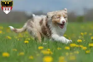 Mehr über den Artikel erfahren Australian Shepherd Züchter und Welpen in Duisburg