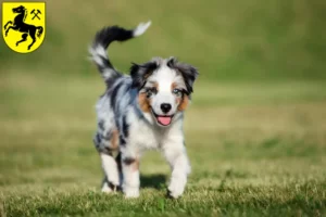 Mehr über den Artikel erfahren Australian Shepherd Züchter und Welpen in Herne