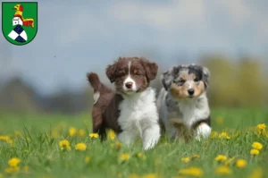 Mehr über den Artikel erfahren Australian Shepherd Züchter und Welpen in Neustadt an der Aisch