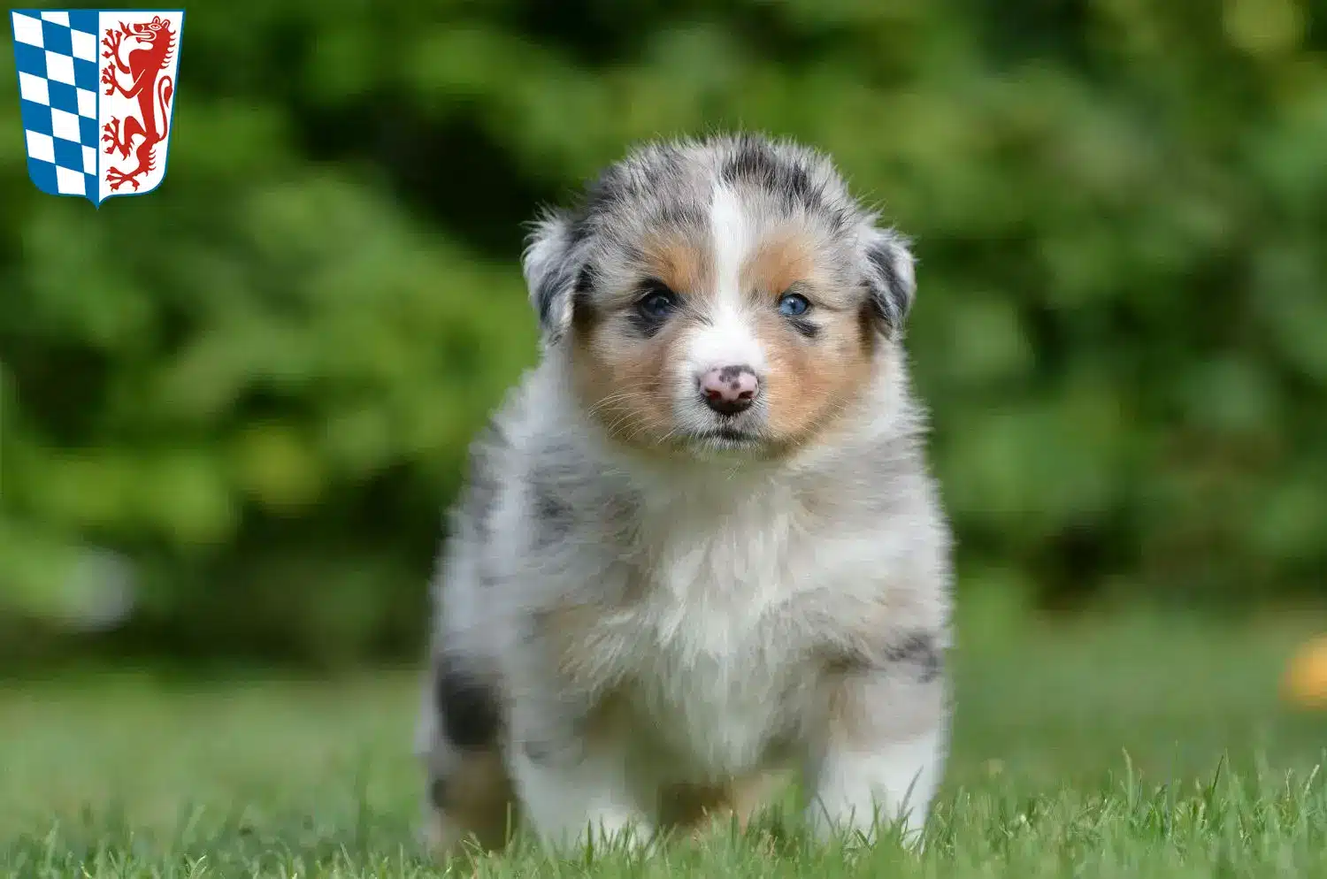 Mehr über den Artikel erfahren Australian Shepherd Züchter und Welpen in Niederbayern