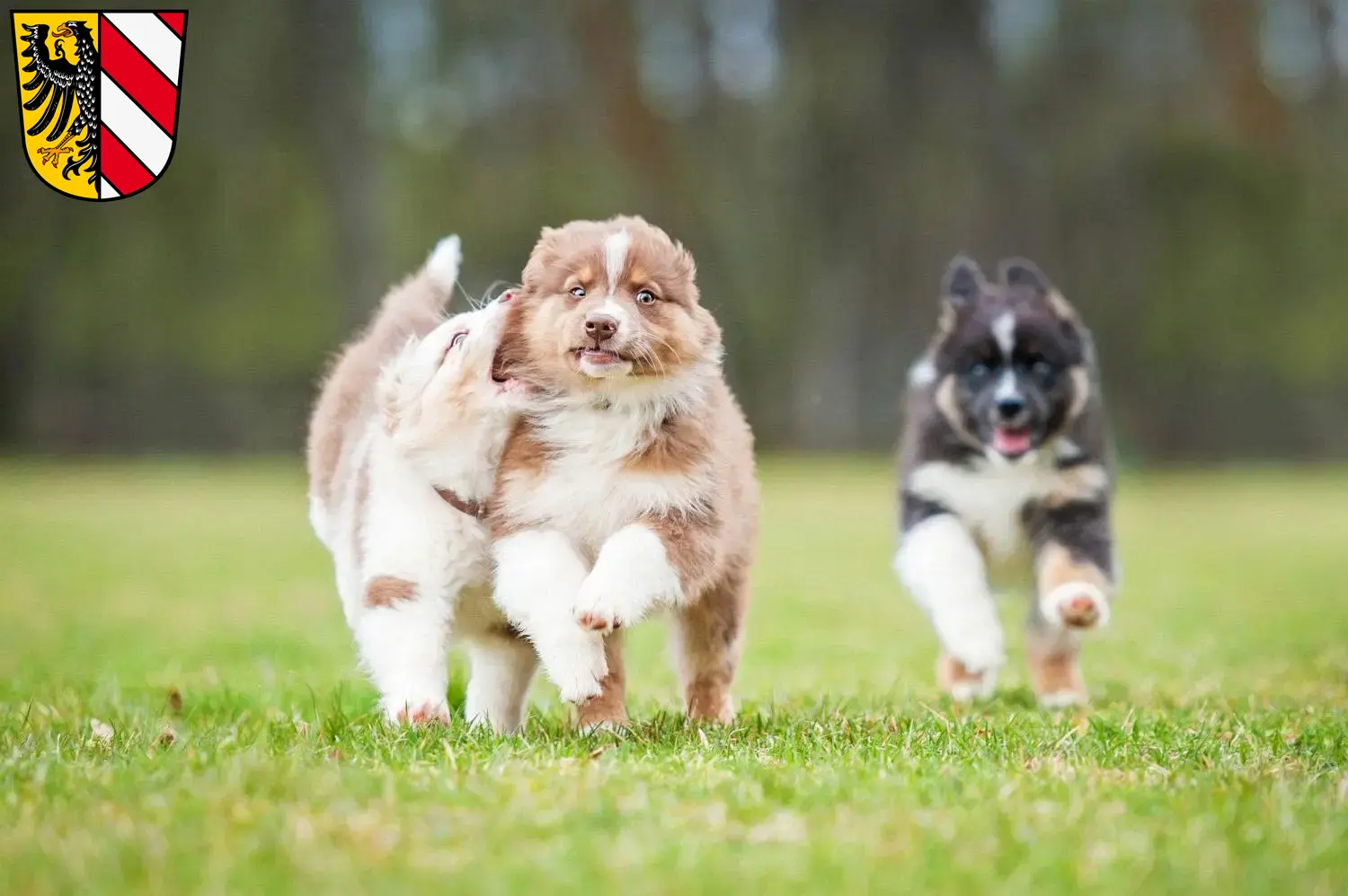 Mehr über den Artikel erfahren Australian Shepherd Züchter und Welpen in Nürnberg