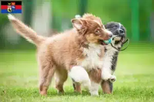 Mehr über den Artikel erfahren Australian Shepherd Züchter und Welpen in Ostfriesland