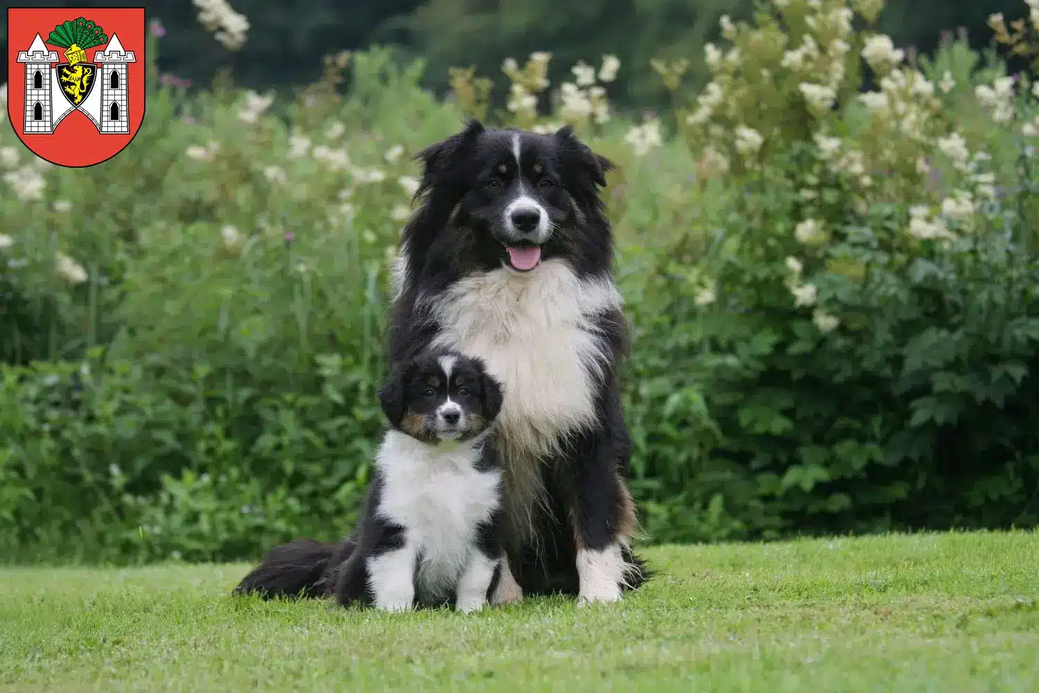 Mehr über den Artikel erfahren Australian Shepherd Züchter und Welpen in Plauen