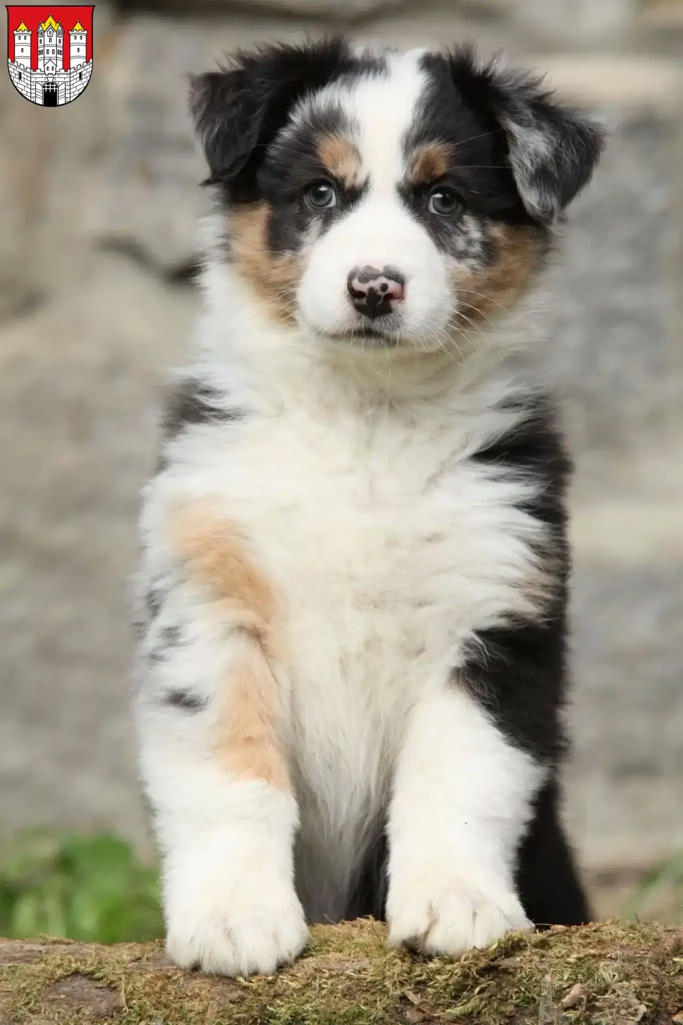 Mehr über den Artikel erfahren Australian Shepherd Züchter und Welpen in Salzburg