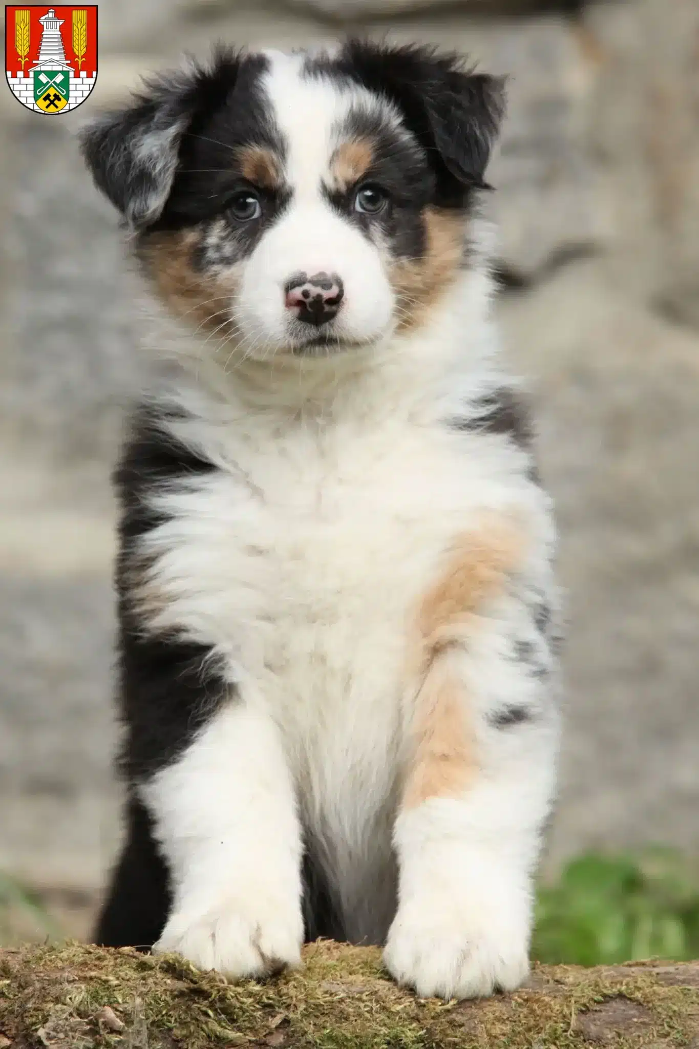 Mehr über den Artikel erfahren Australian Shepherd Züchter und Welpen in Salzgitter