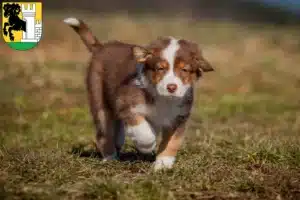 Mehr über den Artikel erfahren Australian Shepherd Züchter und Welpen in Schaffhausen