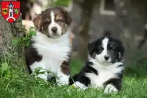 Mehr über den Artikel erfahren Australian Shepherd Züchter und Welpen in Schwabach