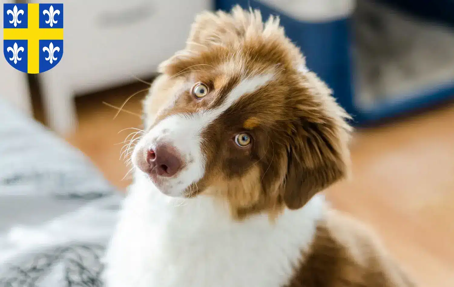 Mehr über den Artikel erfahren Australian Shepherd Züchter und Welpen in St. Wendel