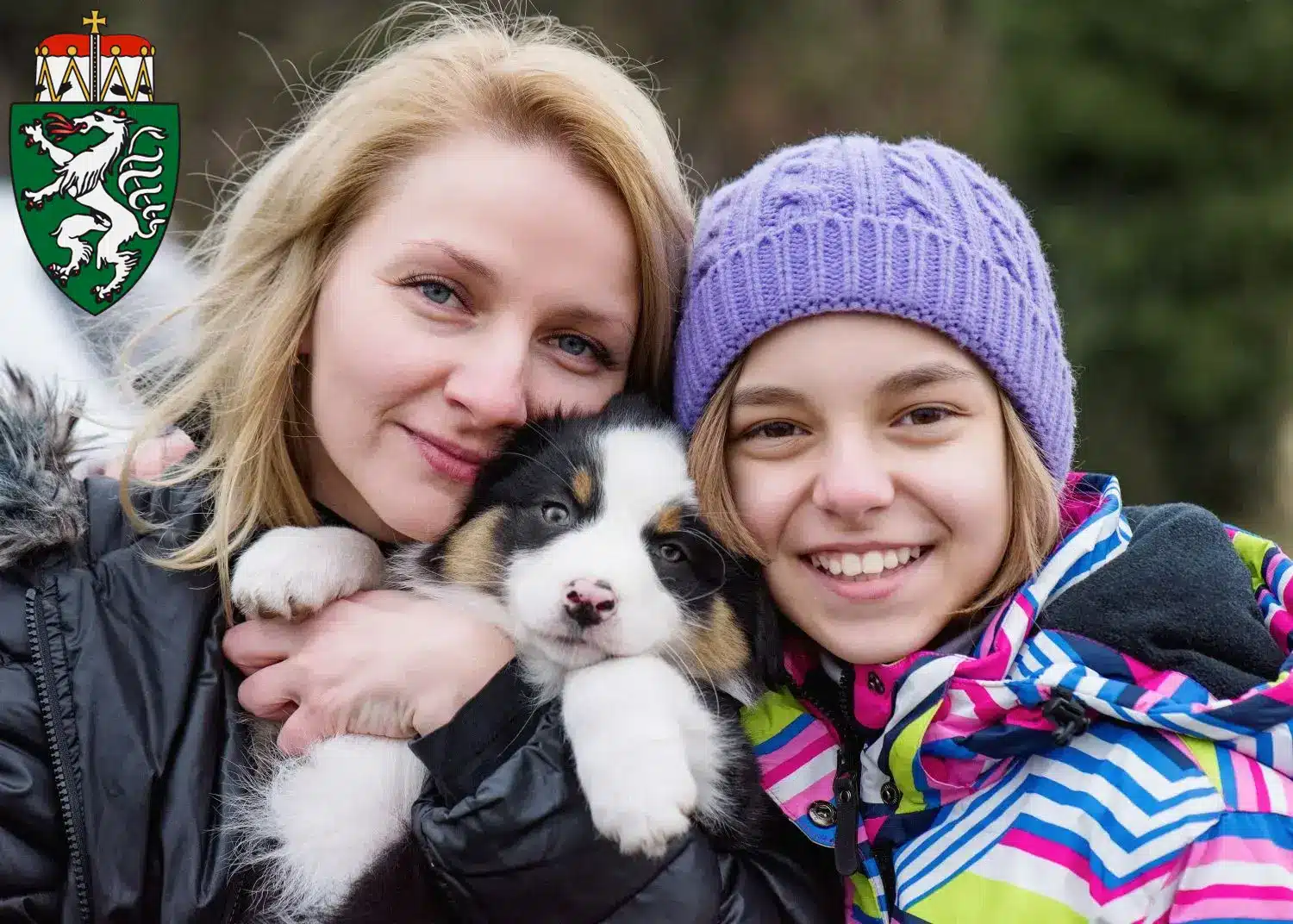 Mehr über den Artikel erfahren Australian Shepherd Züchter und Welpen in der Steiermark