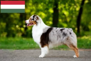 Mehr über den Artikel erfahren Australian Shepherd Züchter und Welpen in Ungarn