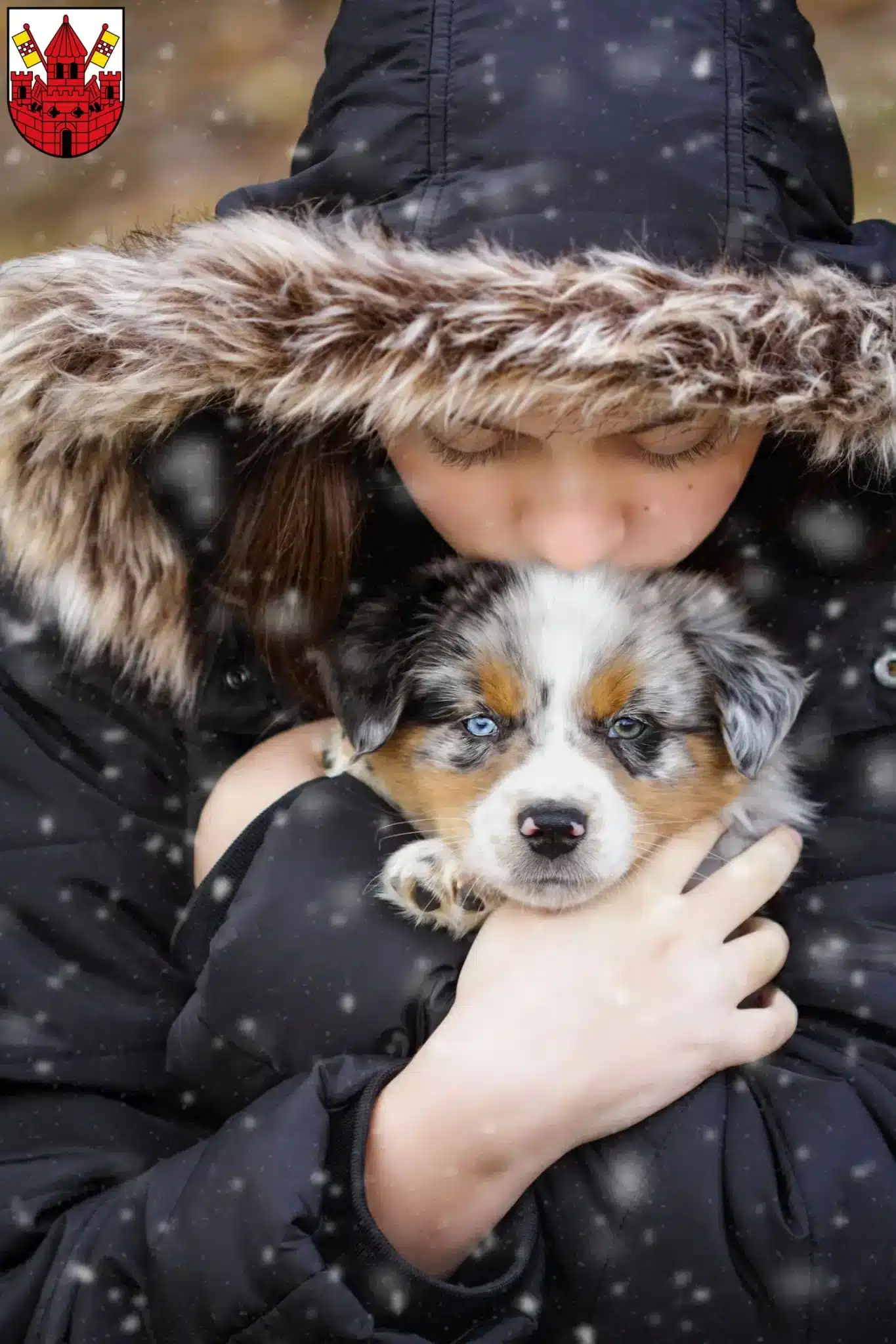 Mehr über den Artikel erfahren Australian Shepherd Züchter und Welpen in Unna