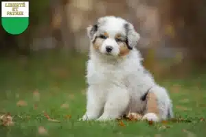 Mehr über den Artikel erfahren Australian Shepherd Züchter und Welpen in Waadt