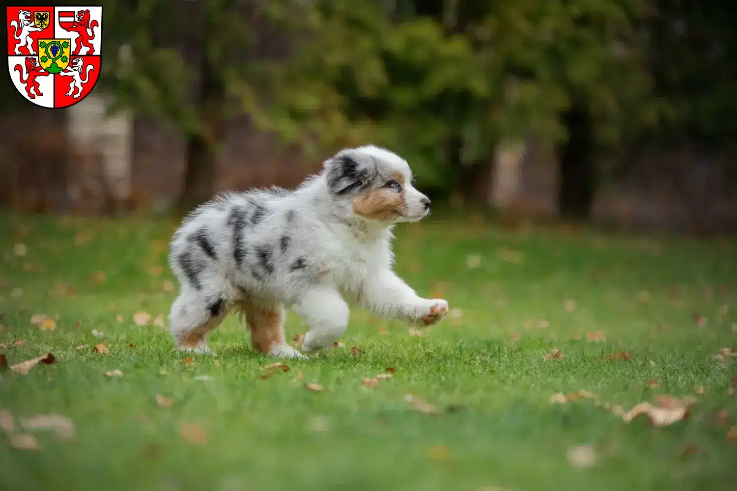 Mehr über den Artikel erfahren Australian Shepherd Züchter und Welpen in Weingarten