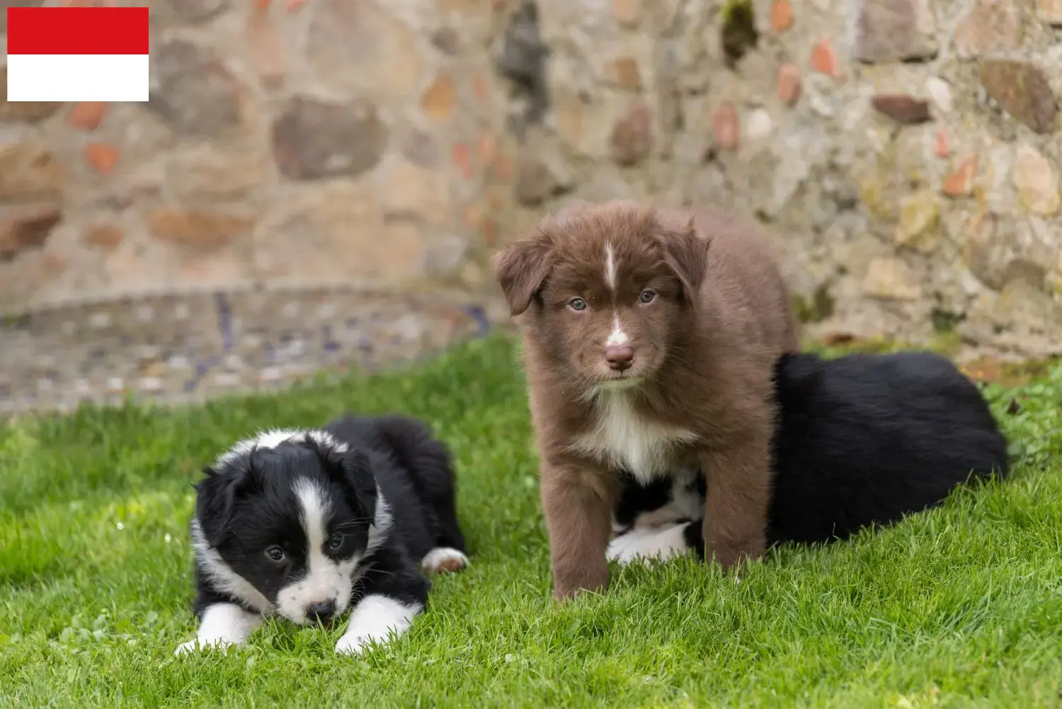 Mehr über den Artikel erfahren Australian Shepherd Züchter und Welpen in Wien