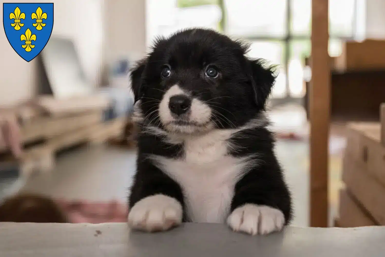 Mehr über den Artikel erfahren Australian Shepherd Züchter und Welpen in Wiesbaden