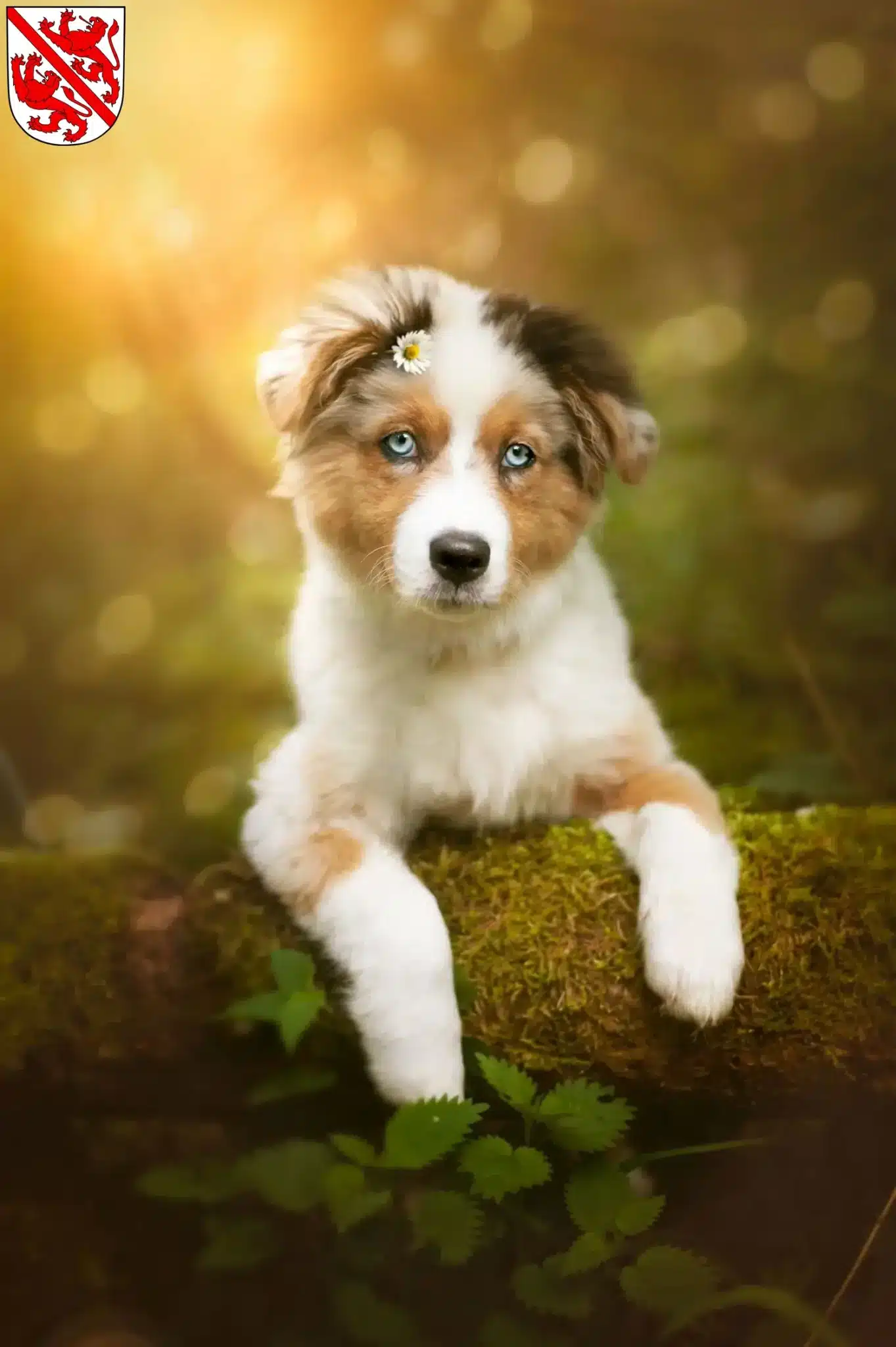 Mehr über den Artikel erfahren Australian Shepherd Züchter und Welpen in Winterthur