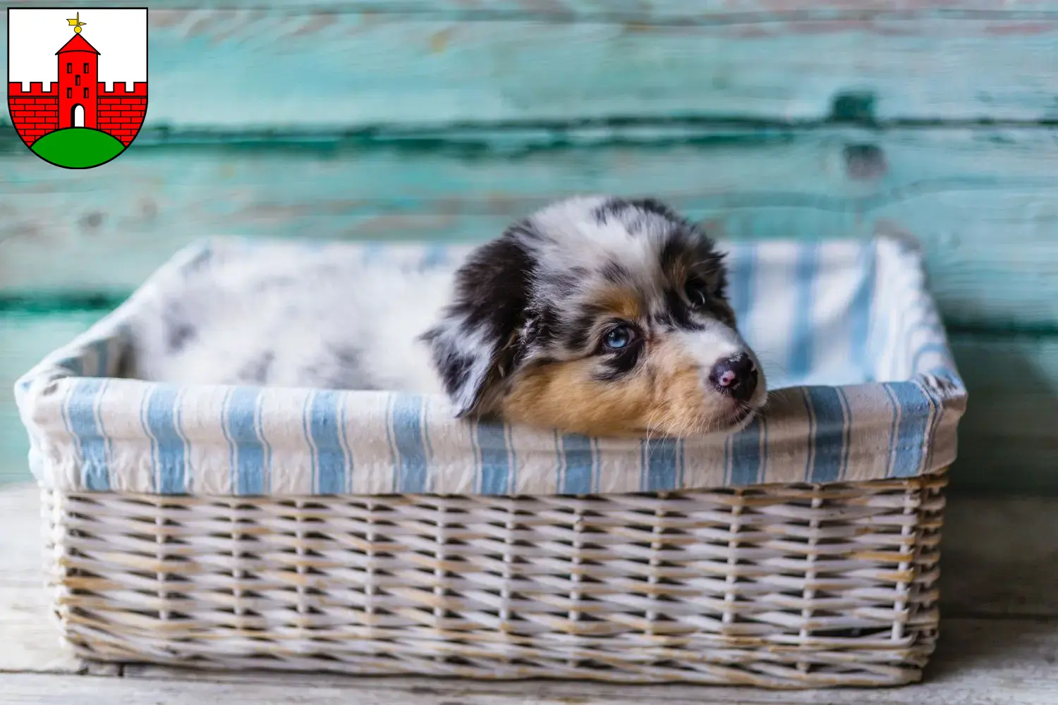 Mehr über den Artikel erfahren Australian Shepherd Züchter und Welpen in Zirndorf