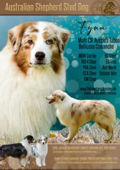 Red Merle Australian Shepherd Deckrüde "Fynn" ASCA & FCI Papiere www.YellowstoneAussies.de