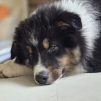 Australian Shepherd Welpe