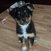 Australian Shepherd Welpen