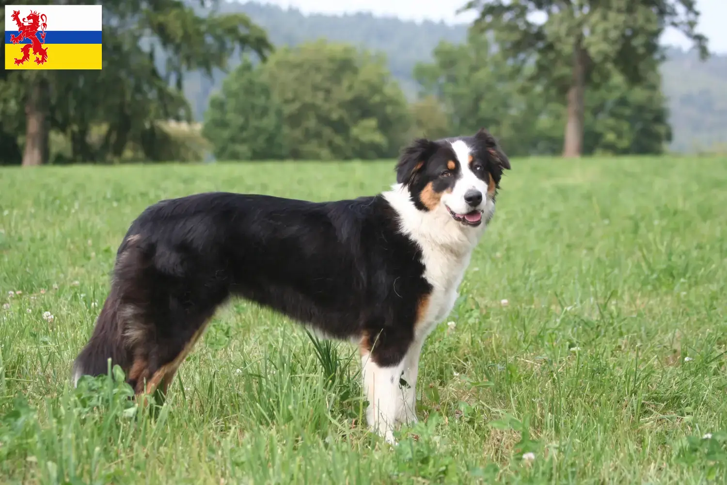 Mehr über den Artikel erfahren Australian Shepherd Züchter und Welpen in Limburg