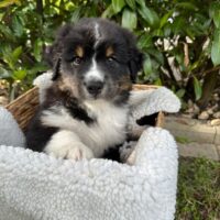 Wunderschöne Australian Shepherd Welpen mit ASCA Papieren