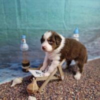 Australian Shepherd Welpen mit FCI/ÖKV Papiere