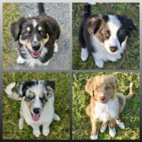 Australian Shepherd Welpen mit ASCA Papieren