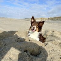 Kuschelaussie sucht neue Heimat