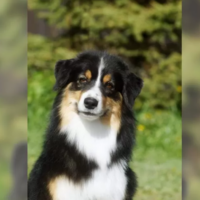 Australian Shepherd Hündin black tri