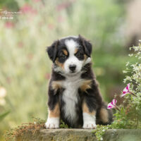 Wunderschöne black tri Hündin, Australian Shepherd Hündin mit ASCA Papieren sucht 5* zu Hause