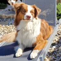 Australian Shepherd Deckrüde