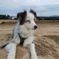 Raya - 3 Jährige Mini Aussie Hündin sucht neues zuhause