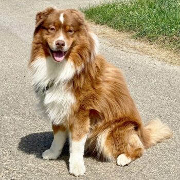 Australian Shepherd, ASCA, red tri, frei von Gendefekten