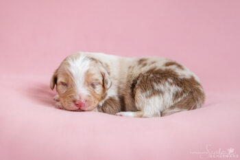 Red Merle Aussie Welpen - Hündin und Rüde - mit ASCA Papieren - ab Oktober Besuchstermine möglich