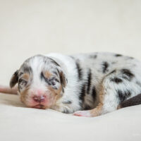 Blue Merle Welpe - Rüde - Australian Shepherd mit ASCA Papieren - geboren 09/2024