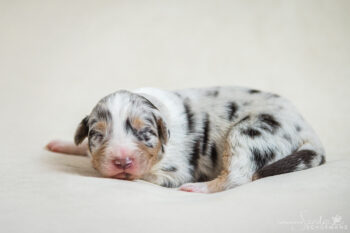 Blue Merle Welpe - Rüde - Australian Shepherd mit ASCA Papieren - geboren 09/2024