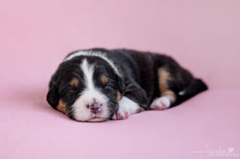 Black Tri Welpen - Rüde und Hündin - Australian Shepherd mit ASCA Papieren - geboren 09/2024