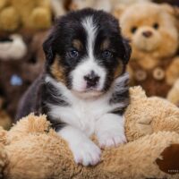 Black Tri Welpen - Rüde und Hündin - Australian Shepherd mit ASCA Papieren - geboren 09/2024