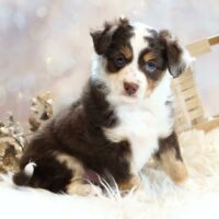 Toy/Mini Australian Shepherd