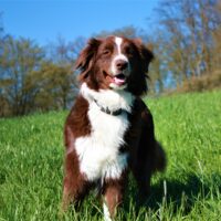 Australian Shepherd Wurfplanung Sommer 25