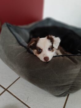 Toy/Mini Australian Shepherd