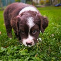 TOY Australian Shepherd Welpen aus renommierten Showlinien