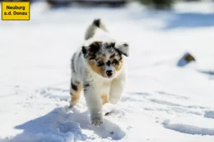 Mehr über den Artikel erfahren Australian Shepherd Züchter und Welpen in Neuburg an der Donau