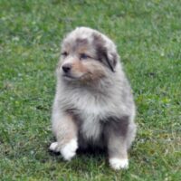 Australian Shepherd Welpen ( Rüden ) suchen ein liebevolles Zuhause