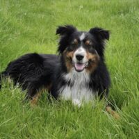 Hundevermittlung: Jack – ein treuer Begleiter sucht sein Zuhause